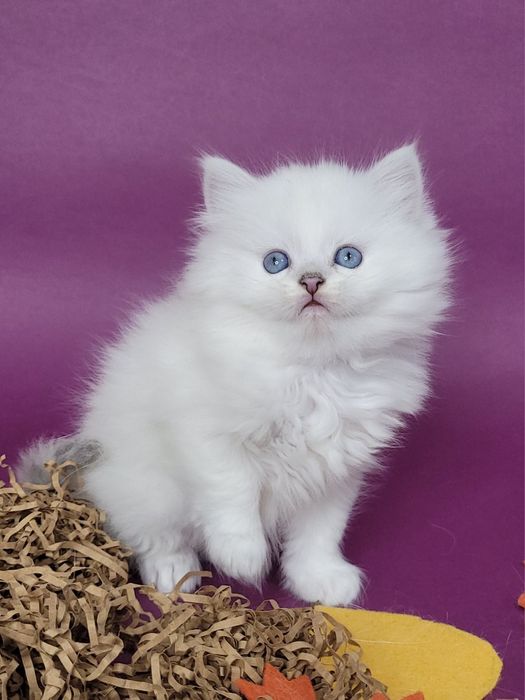 Британські кошенята срібляста шиншила поінт