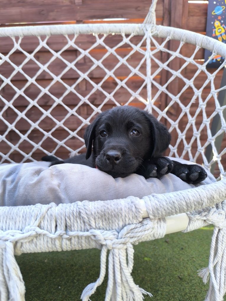 Labrador Retriever czarny samiec Sid gotowy do odbioru