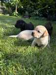Labrador retriever owczarek