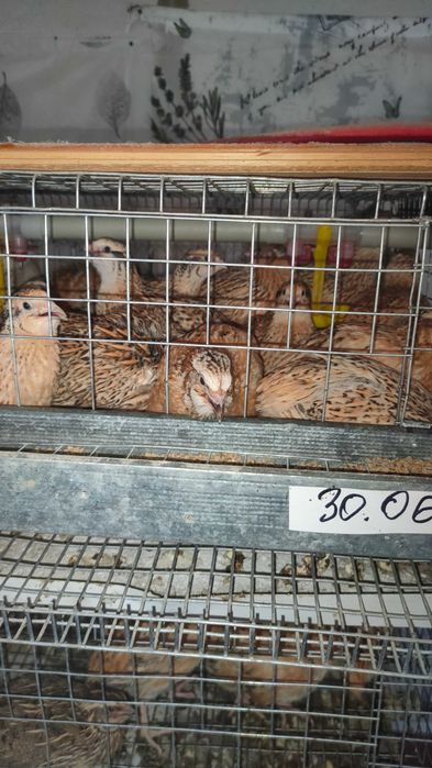 Перепела фенікс техас