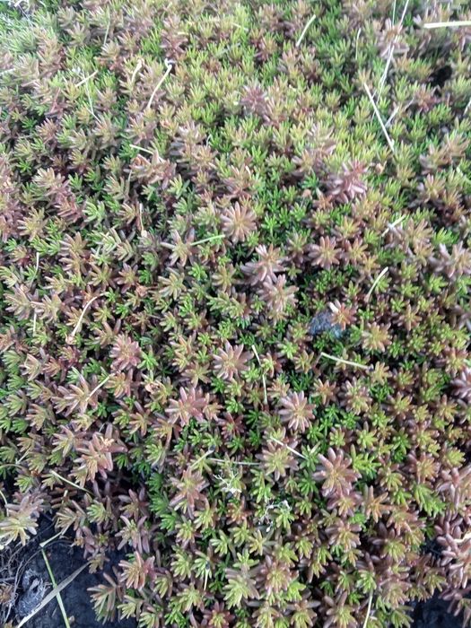 Продам грунтопокривні рослини,по 30грн.великі кущі,чистець та седуми,