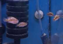 Altolamprologus calvus bleck Kraków (Swoszowice)