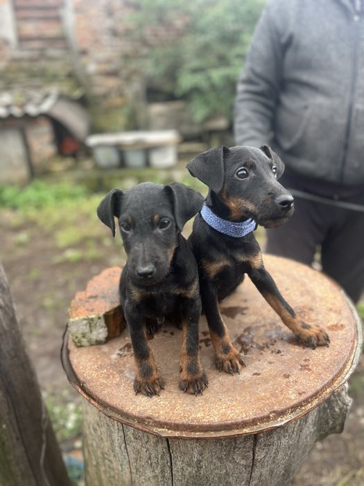 Німецький ягдтерʼєр цуценята