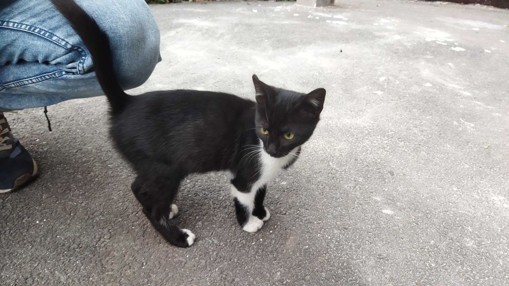 Котик в добрі руки