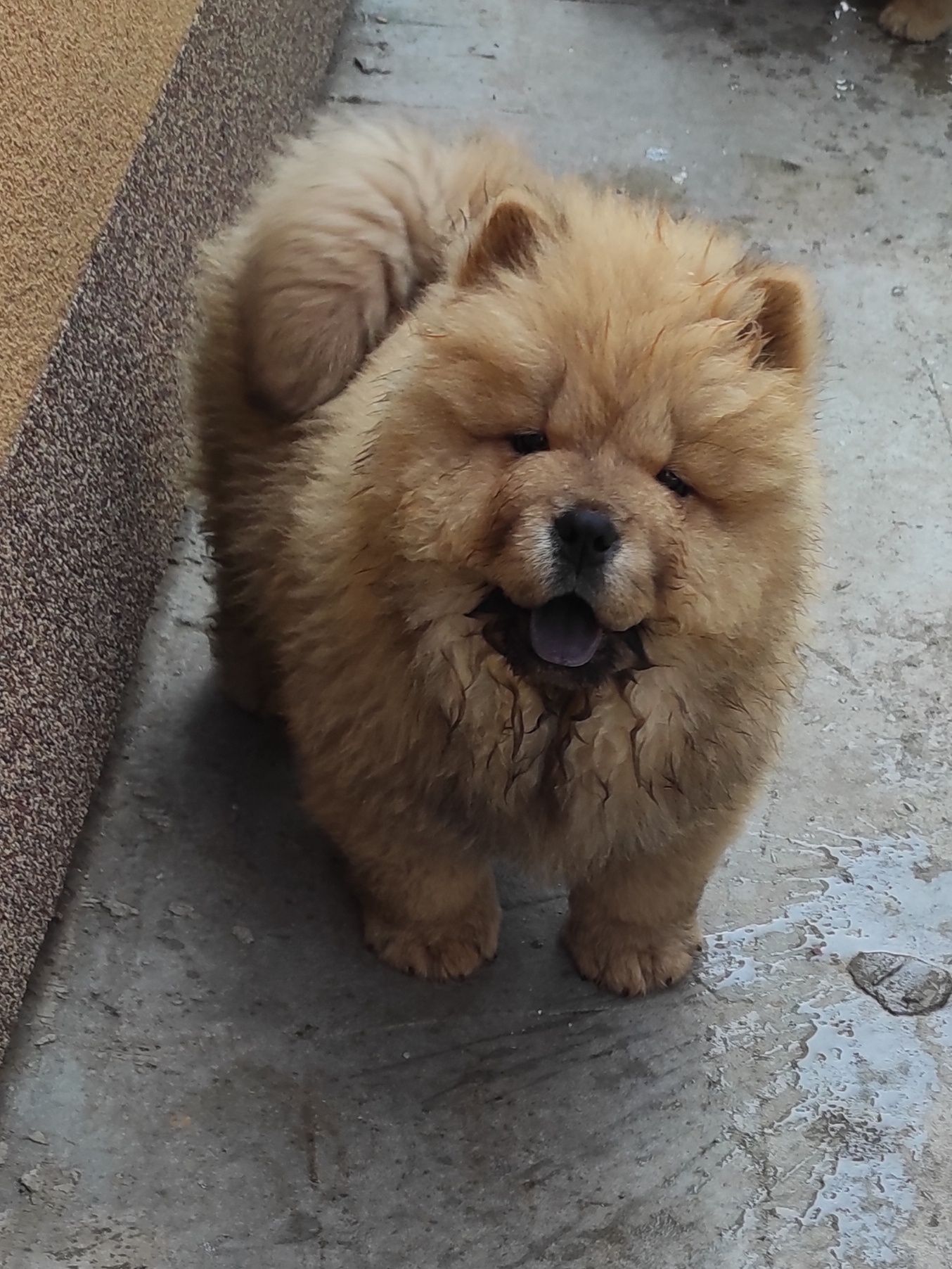 Chow chow piesek