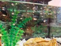 Продам гупіків ( акваріумні рибки)