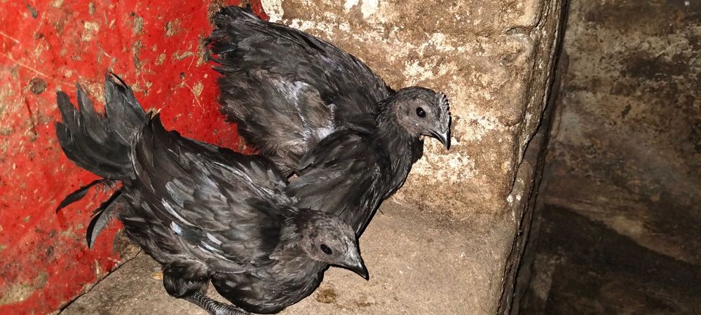 Ayam cemani pary
