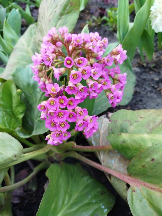 Бадан, бадан рожевий, першоцвіт.