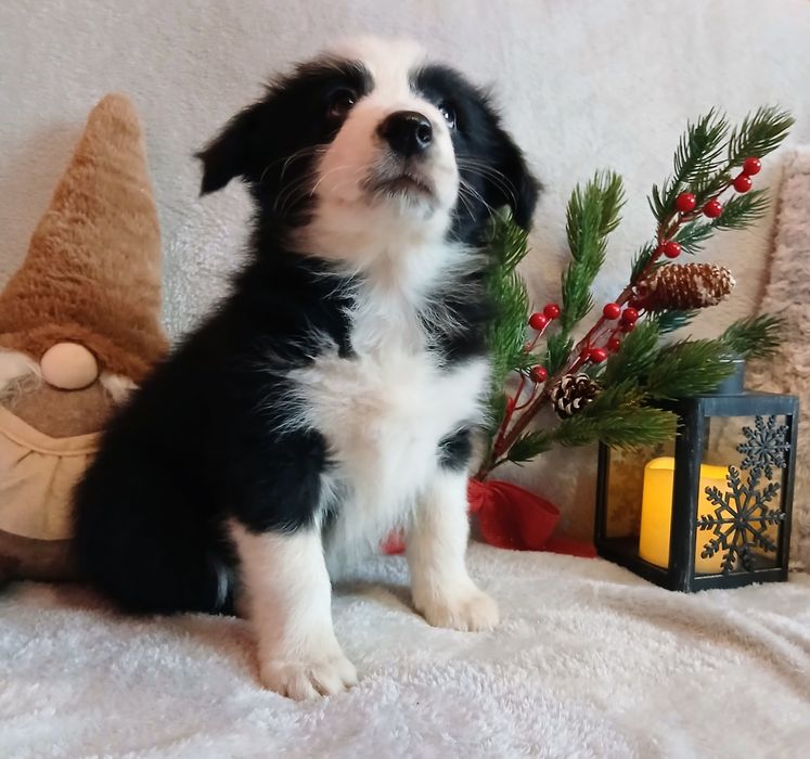 Border collie szczenię