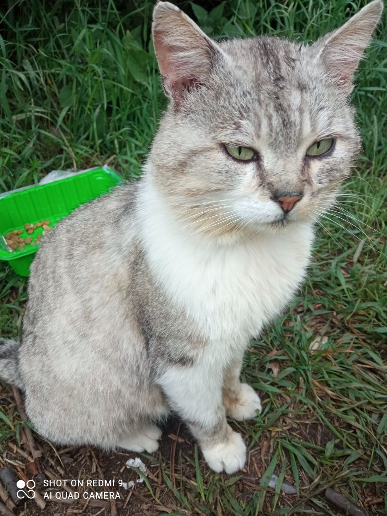 Молодий котик в дбайливу родину