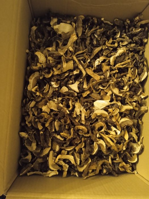 Grzyby suszone tegoroczne