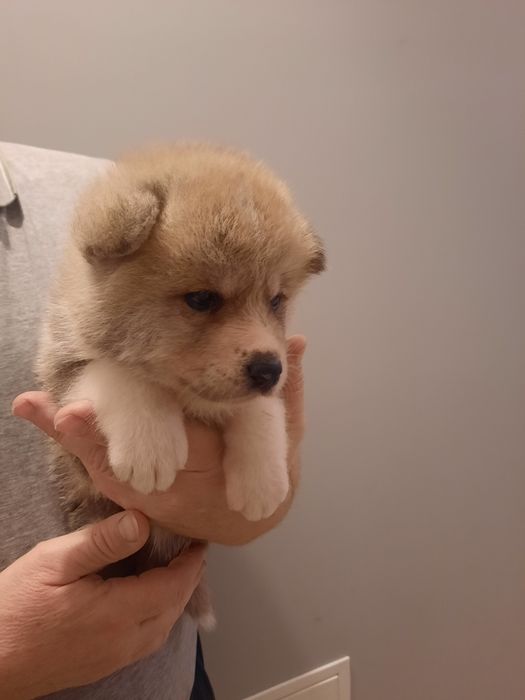 Akita japońska  suczka ZKwP