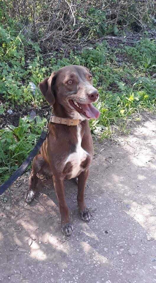Miró - cão médio para adoção
