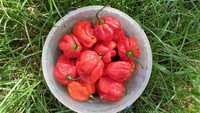 Продам насіння Habanero Red / Хабанеро Ред