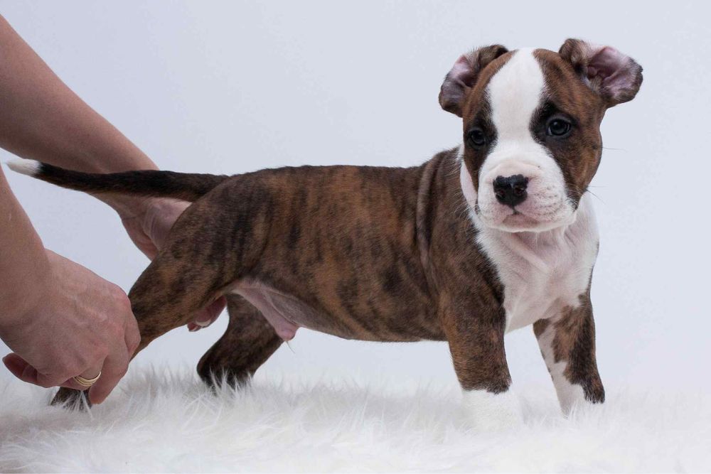 Amstaff FCI/ZKWP szczenieta American Staffordshire Terrier