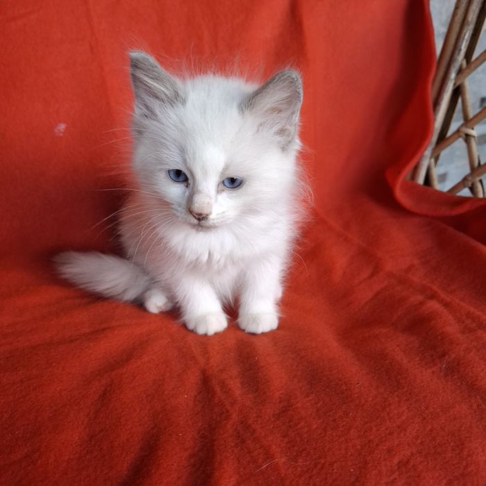 Ragdoll kocurek rodowód+wyprawka