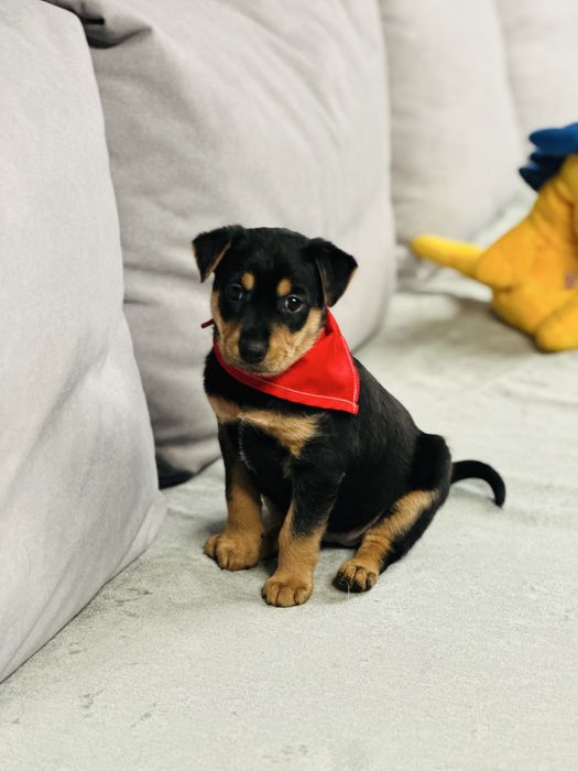 Malutka Pyza szuka domku