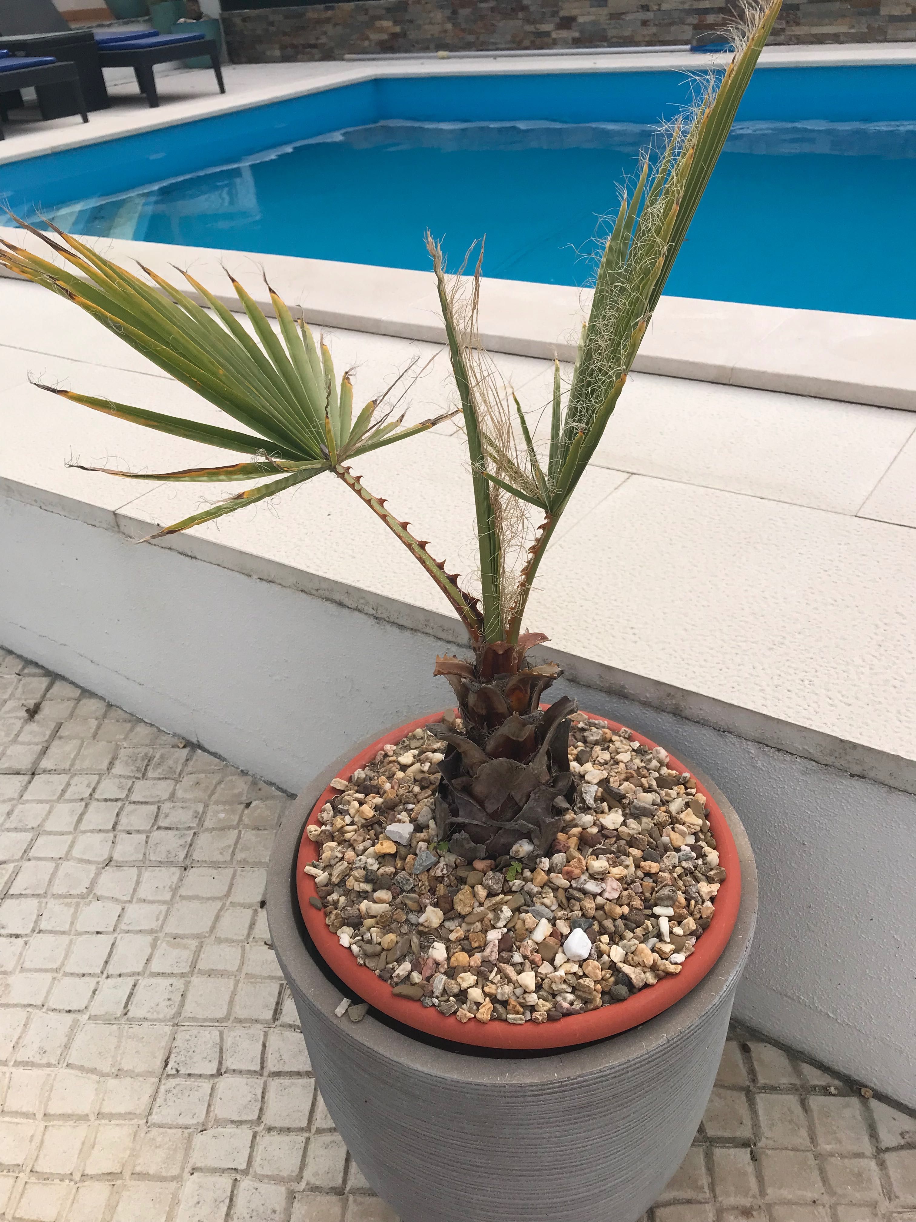 Palmeira Washingtonia