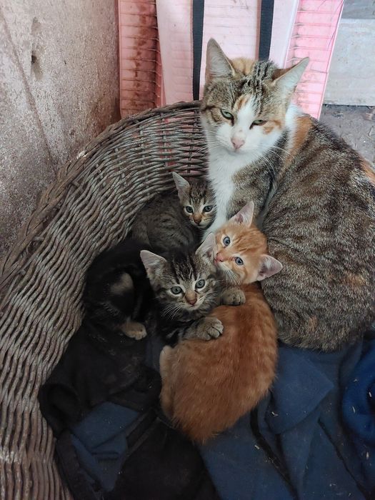 Kotki do adopcji.