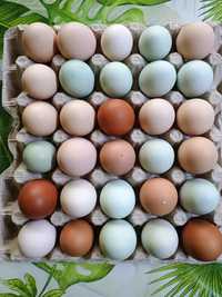 Jajka swojskie różne rodzaje
