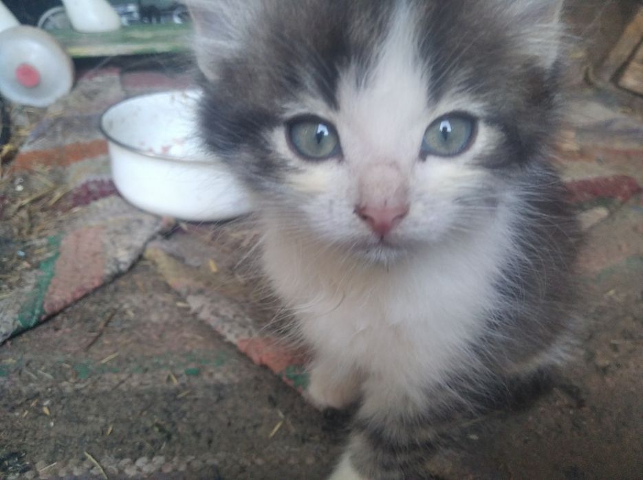 Котенок  в добрые руки