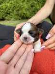 Shih tzu tricolor