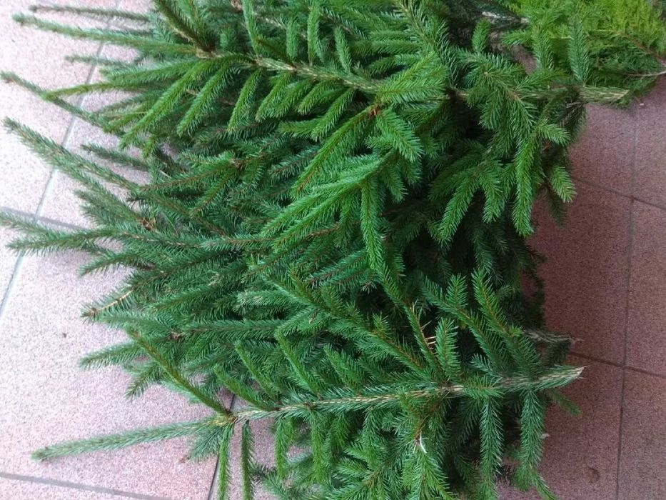 gałęzie świerk stroisz świeży 5 kg na stroiki wianki wieńce