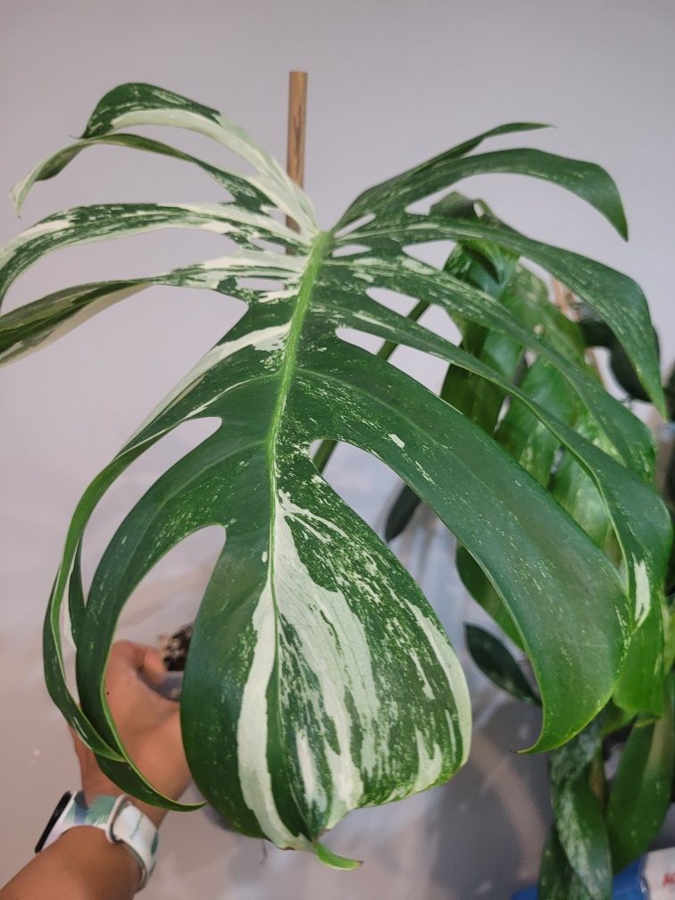 Monstera Variegata duza forma/ukorzeniony szczyt