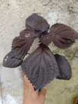 Shiso ou Perilla - Perilla Frutescens