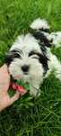 Yorkshire terrier biewer suczka