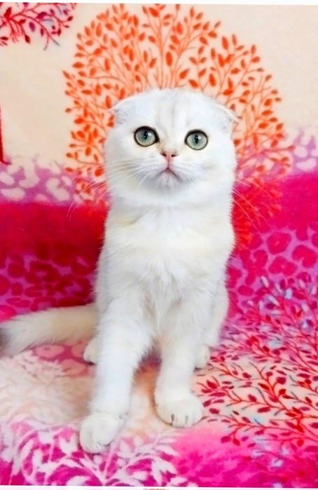Очаровательная шотландская девочка вислоушка  Скоттиш фолд
