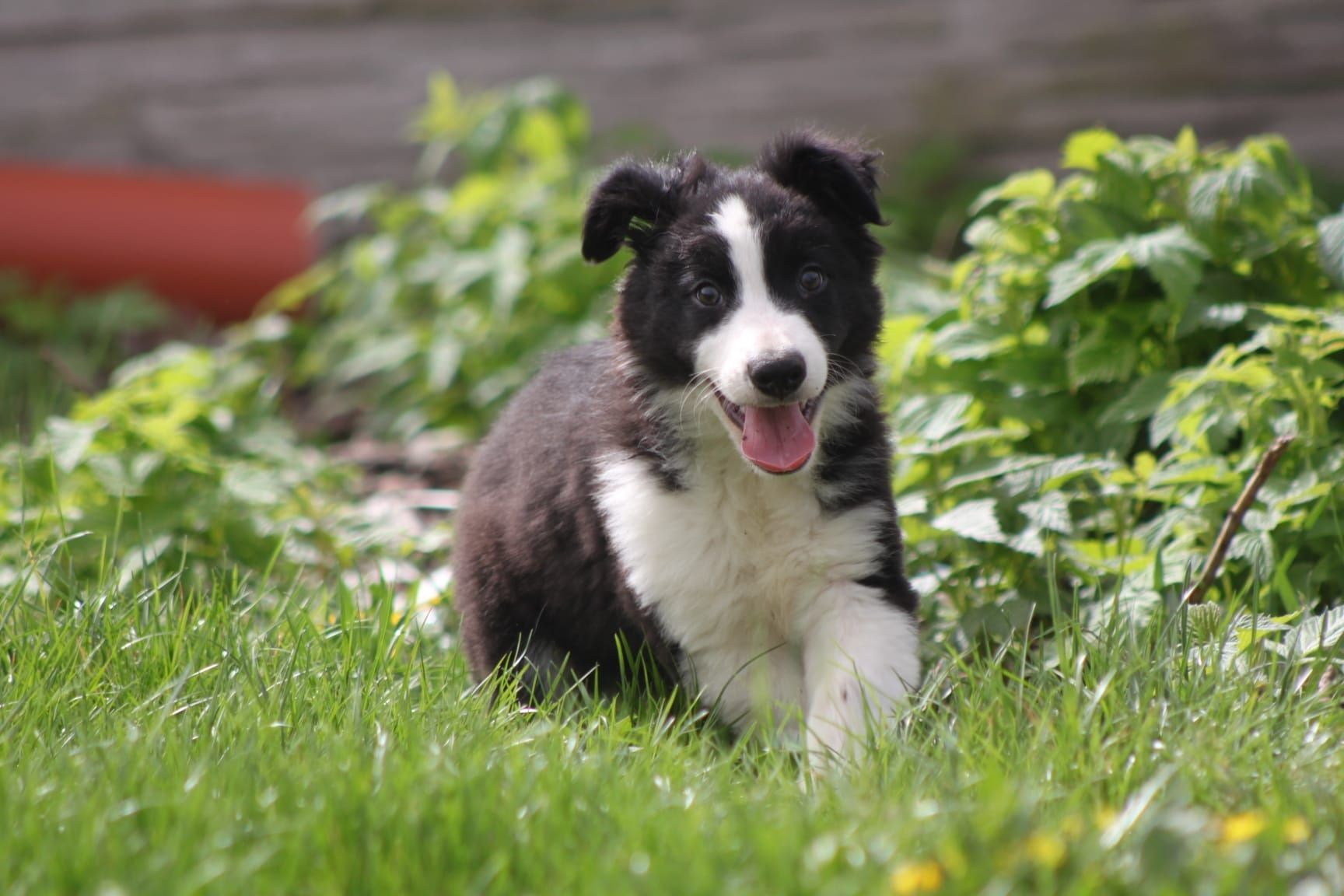 Piesek Border Collie z kompletem szczepień