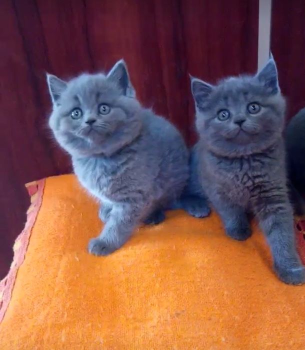 Британские голубые котята