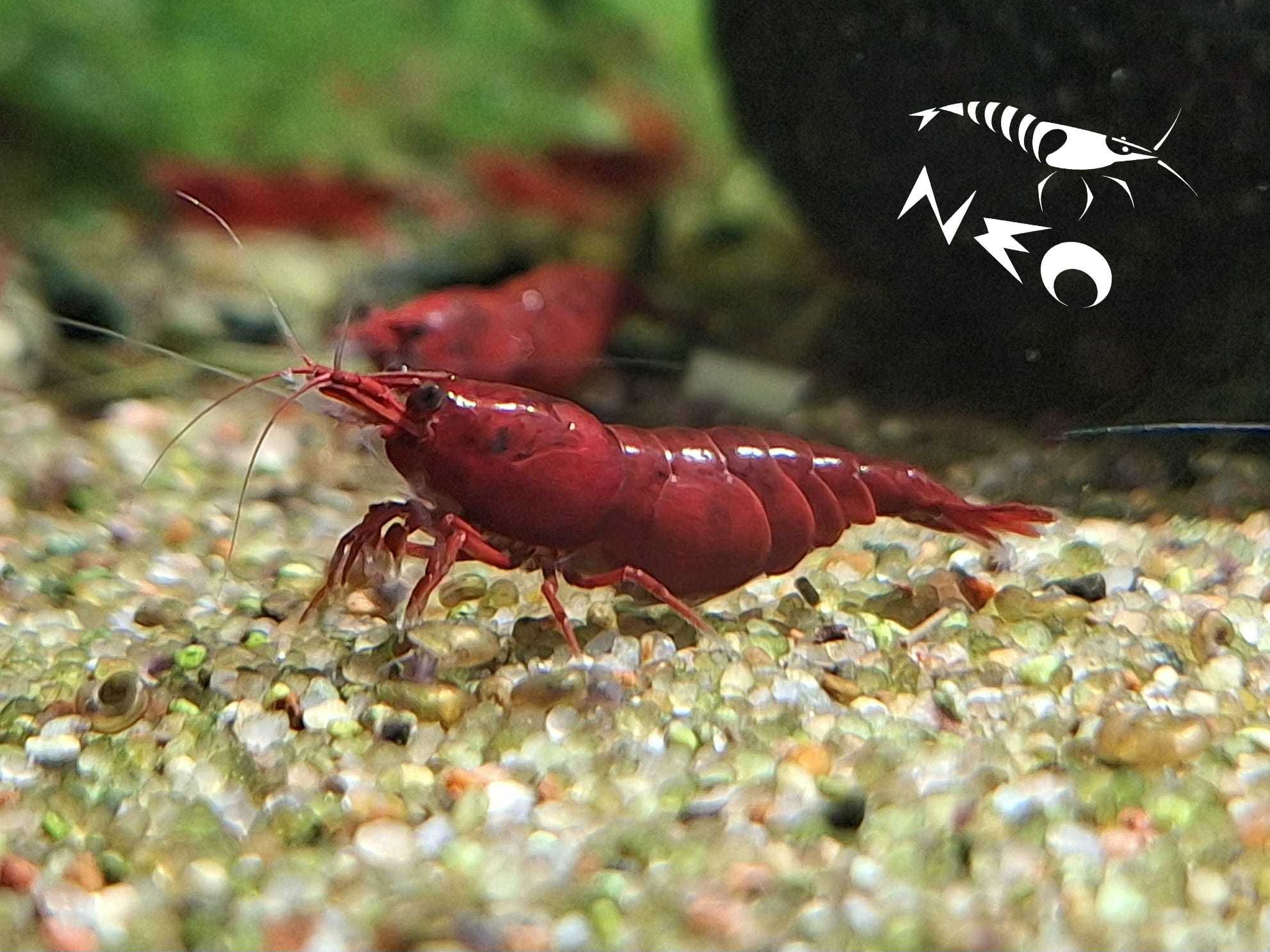Krewetki czerwone Red cherry Sakura  Bloody mary Gwarancja!