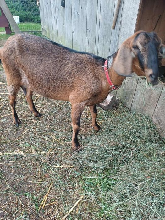 Sprzedam klacz huculską!