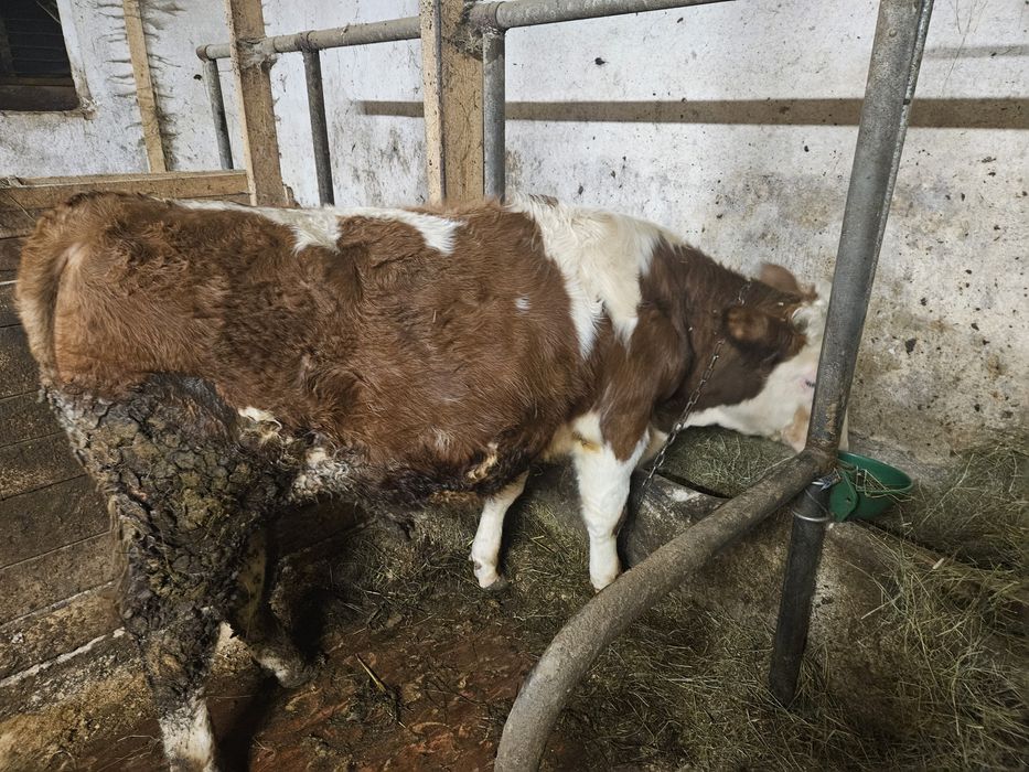 Sprzedam byczka 7 misięcy