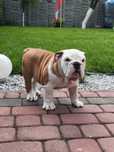 Buldog angielski FCI PIESEK