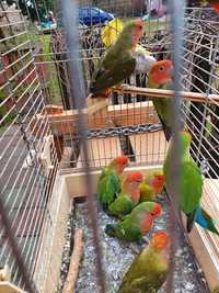 Papugi papużki nierozłączki nierozłączka