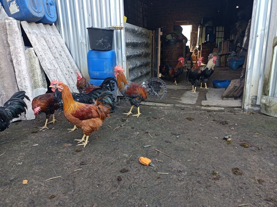 Koguty Rasy Włoszka