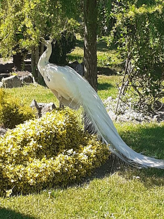 Sprzedam Pawia Silvera - Samiec