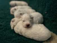 Samoyed szczenie ZKwP FCI