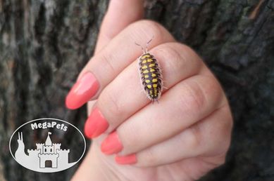 Porcellio haasi Yellow Kulanki Prosionki Isopody Stonoga Ślimak Mrówki