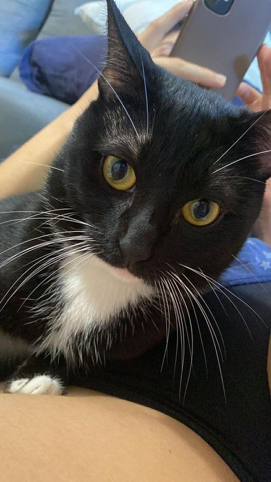 Gatinho jovem para adoção responsável