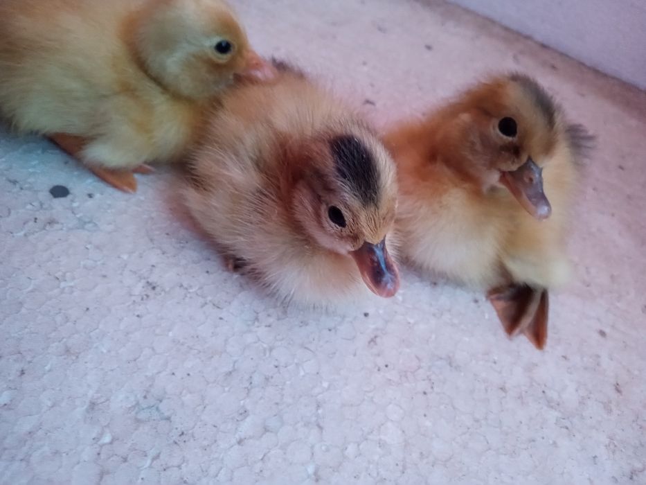 Silki silka czubatka lokowana trójbarwna Brahma kochin sułtan chabo