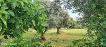 Terreno  para venda