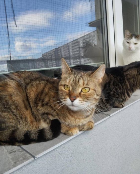 Cudowna kociczka do adopcji
