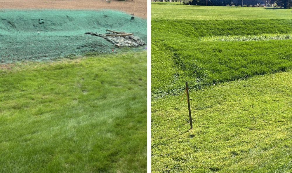 Hydrosiew – gęsty, trwały trawnik premium, lepszy i tańszy niż z rolki