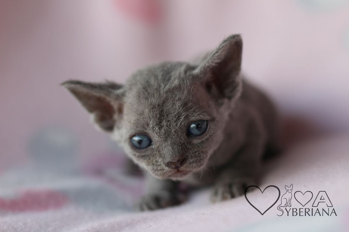 Niebieska koteczka Devon rex