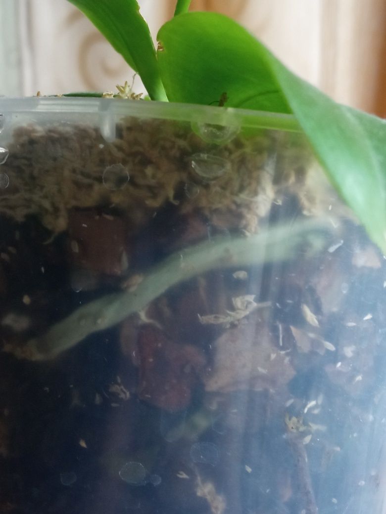 Орхідея фаленопсис Tetraspis S2