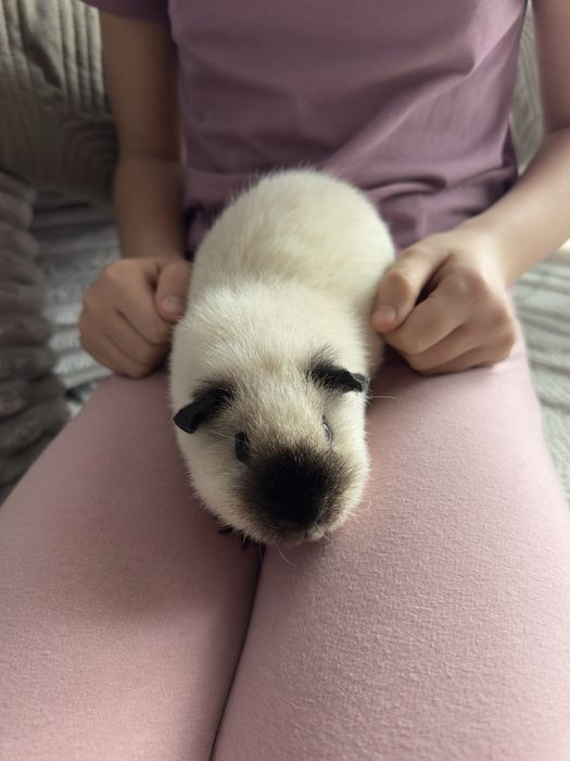 Swinki morskie  rasy Us Teddy